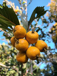 Attēlu rezultāti vaicājumam “Crataegus macracantha fruit”
