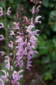 Image result for Salvia pratensis `Rose Rhapsody