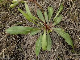Attēlu rezultāti vaicājumam “Crepis biennis leaf”