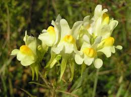 Image result for Linaria vulgaris