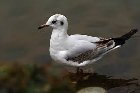 Image result for Chroicocephalus ridibundus