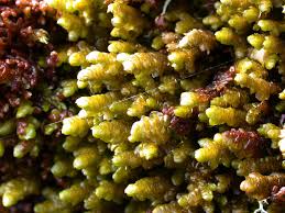 Attēlu rezultāti vaicājumam “Porella platyphylla macro”