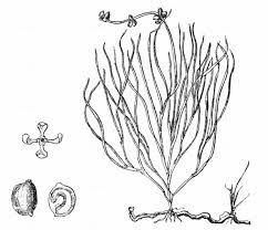 Attēlu rezultāti vaicājumam “Stuckenia filiformis flower”