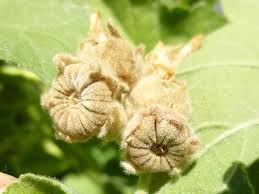 Image result for Althaea officinalis