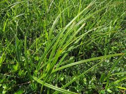 Attēlu rezultāti vaicājumam “Carex hartmanii”