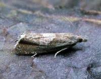 Attēlu rezultāti vaicājumam “Dichrorampha simpliciana”