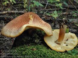 Attēlu rezultāti vaicājumam “Tricholomopsis rutilans”