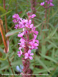 Attēlu rezultāti vaicājumam “Lythrum salicaria leaf”