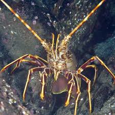 Image result for Palinurus elephas