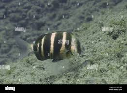 Image result for Diplodus cervinus