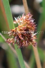 Attēlu rezultāti vaicājumam “Juncus effusus fruit”