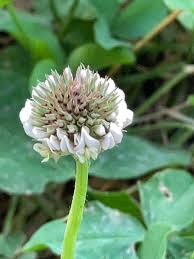 Attēlu rezultāti vaicājumam “Trifolium repens flower”