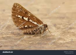 Attēlu rezultāti vaicājumam “Bupalus piniaria male”