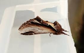 Attēlu rezultāti vaicājumam “Pheosia gnoma male”