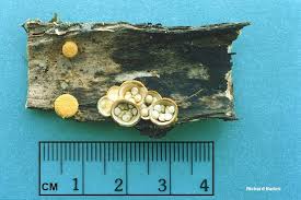 Attēlu rezultāti vaicājumam “Crucibulum laeve”