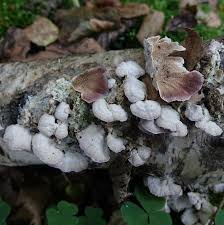 Attēlu rezultāti vaicājumam “Crustoderma dryinum”