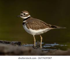 Image result for Charadrius vociferus