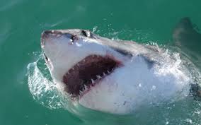 Image result for Lamna nasus