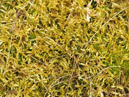 Attēlu rezultāti vaicājumam “Pleurozium schreberi sporophyte”