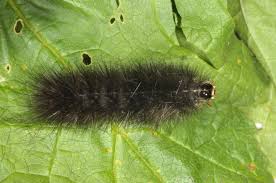 Attēlu rezultāti vaicājumam “Spilosoma lutea larva”