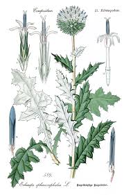 Attēlu rezultāti vaicājumam “Echinops sphaerocephalus leaf”