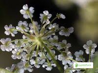 Attēlu rezultāti vaicājumam “Sium latifolium flower”