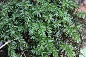 Attēlu rezultāti vaicājumam “Mnium hornum”