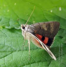 Attēlu rezultāti vaicājumam “Catocala pacta”