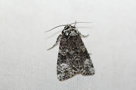 Attēlu rezultāti vaicājumam “Craniophora ligustri imago”