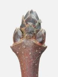 Attēlu rezultāti vaicājumam “Acer tataricum subsp. ginnala bud”