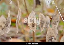Attēlu rezultāti vaicājumam “Lunaria rediviva fruit”