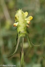 Attēlu rezultāti vaicājumam “Melampyrum cristatum leaf”