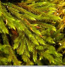 Attēlu rezultāti vaicājumam “Leucodon sciuroides”