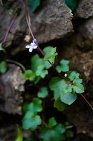 Attēlu rezultāti vaicājumam “Cymbalaria muralis flower”