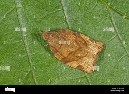 Attēlu rezultāti vaicājumam “Pandemis cerasana”