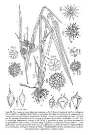 Attēlu rezultāti vaicājumam “Sparganium neglectum”