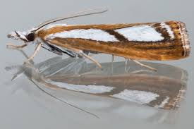 Attēlu rezultāti vaicājumam “Catoptria permutatellus”