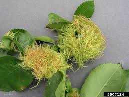 Attēlu rezultāti vaicājumam “Diplolepis rosae”