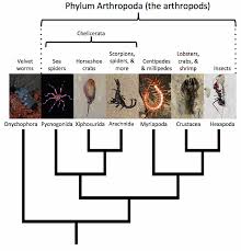 Attēlu rezultāti vaicājumam “Arachnida”