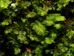 Attēlu rezultāti vaicājumam “Plagiochila porelloides”