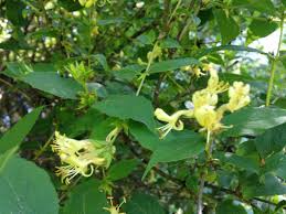 Attēlu rezultāti vaicājumam “Lonicera ferdinandii”