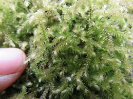 Attēlu rezultāti vaicājumam “Eurhynchium striatum”