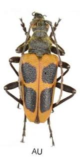 Attēlu rezultāti vaicājumam “Pachyta quadrimaculata”