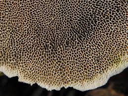 Attēlu rezultāti vaicājumam “Junghuhnia nitida”