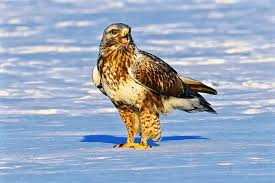 Attēlu rezultāti vaicājumam “Buteo lagopus”