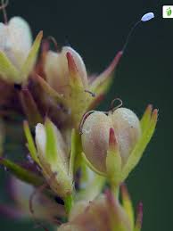 Attēlu rezultāti vaicājumam “Veronica chamaedrys bud”