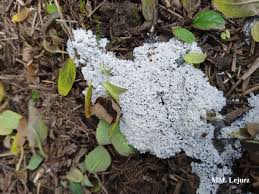 Attēlu rezultāti vaicājumam “Fuligo cinerea”