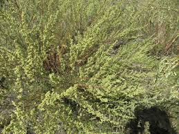 Attēlu rezultāti vaicājumam “Artemisia campestris”