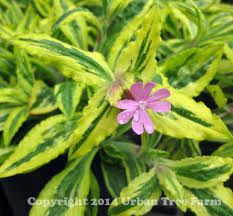 Image result for Silene dioica