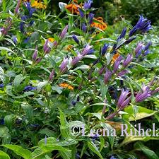 Attēlu rezultāti vaicājumam “Swertia perennis leaf”